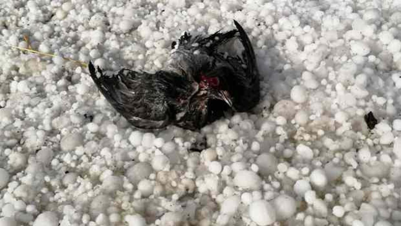 Kars’ta ceviz büyüklüğünde dolu yağdı! Kuşlar telef oldu
