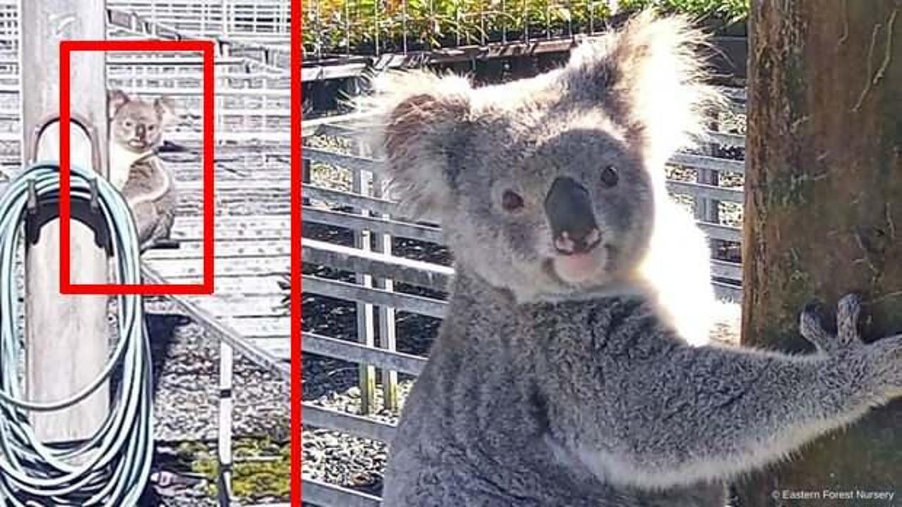 Avustralya'nın aradığı hırsız, koala &ccedil;ıktı