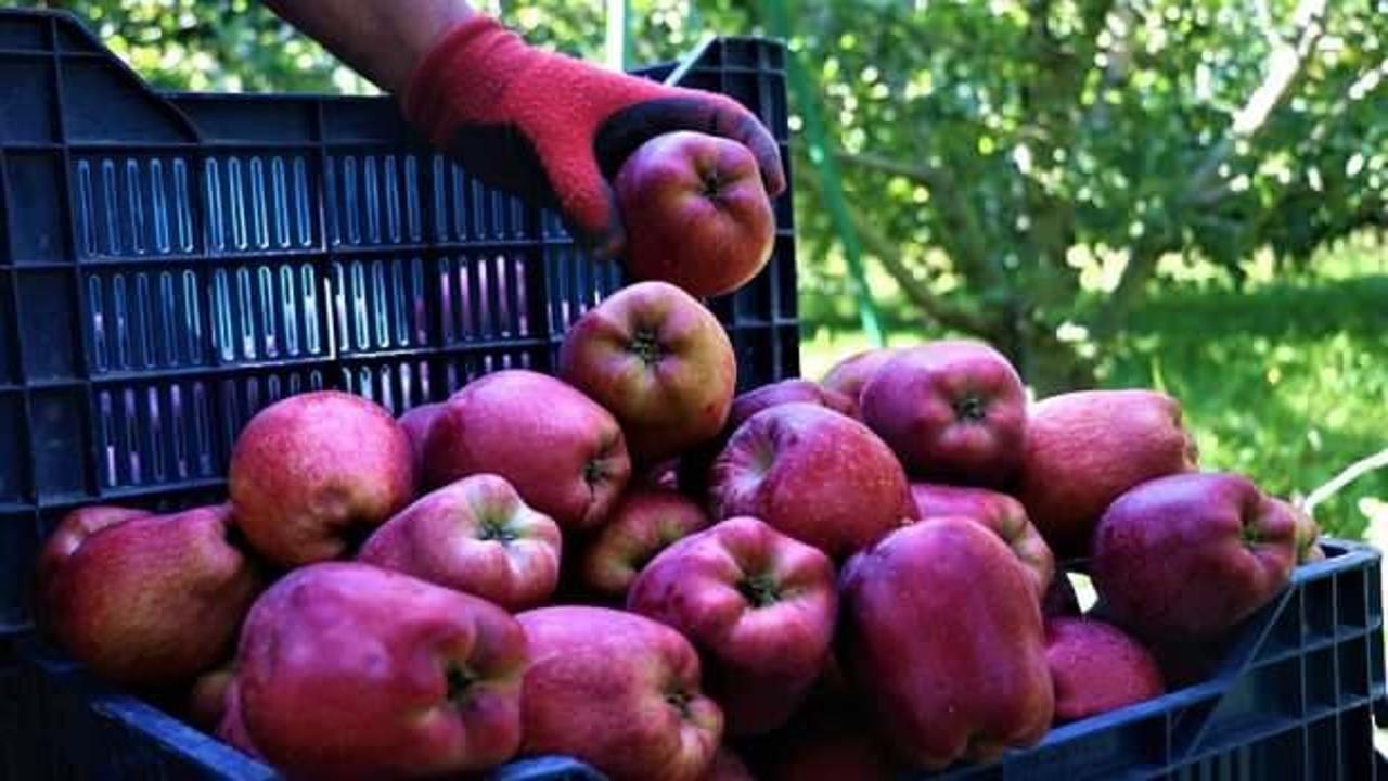 Isparta elması coğrafi işaretle tescillendi