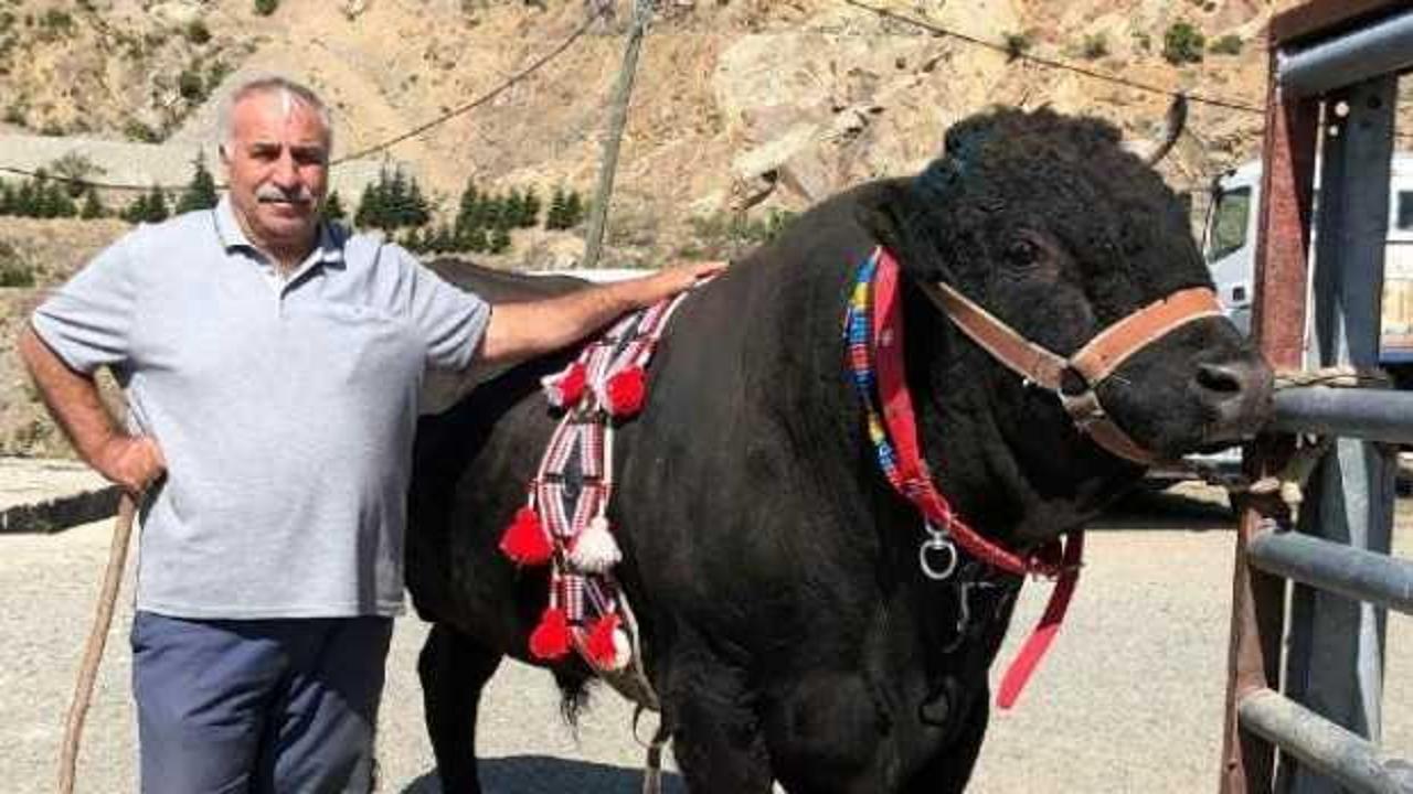 Arenaya damga vurdu! Tek boynuzlu şampiyon