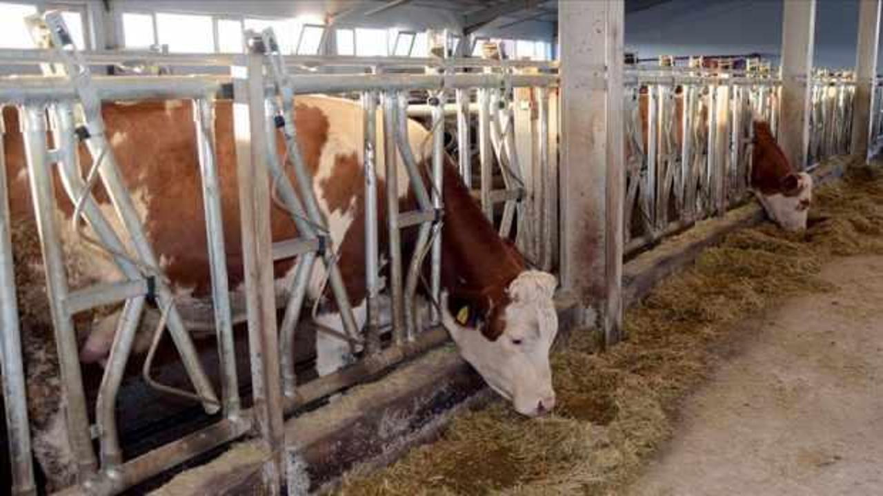Et ve Süt Kurumu, "Üreticilerin ceza ödediği" iddialarını yalanladı