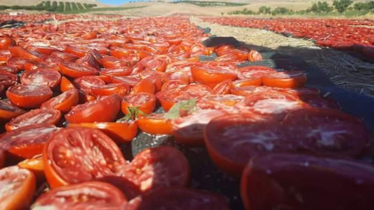 Kurutmalık domates hasadı başladı
