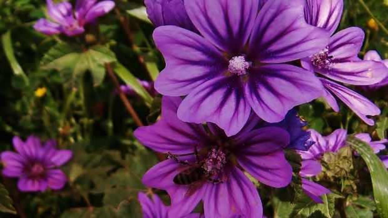 ebegümeci çiçekleri koyu