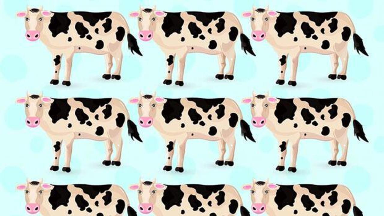 Zihin antrenmanı: Resimdeki inekler arasında diğerlerinden farklı olanı 9 saniyede bulabilir misiniz?