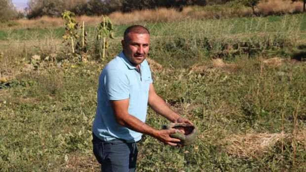 Korkudan tarlaya gidemiyorlar, çiftçilerin kabusu oldu