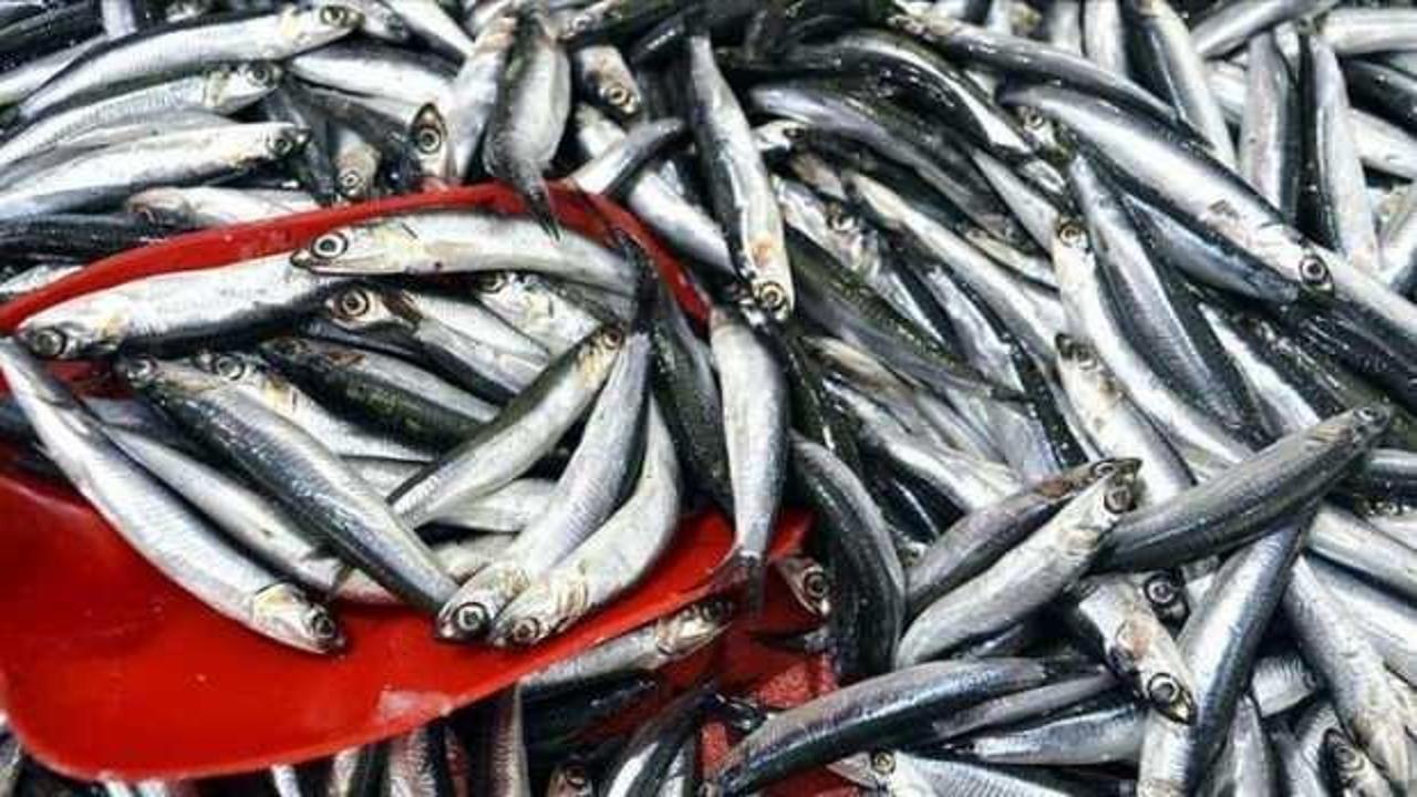 Hamsinin kilosu 50 liraya d&uuml;şt&uuml;!