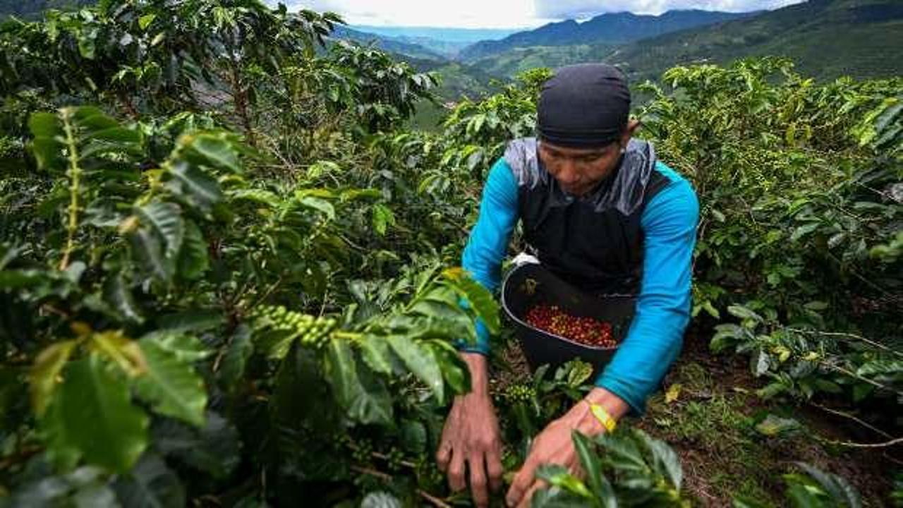 Kolombiya'da yoksul çiftçilere toprak dağıtılacak