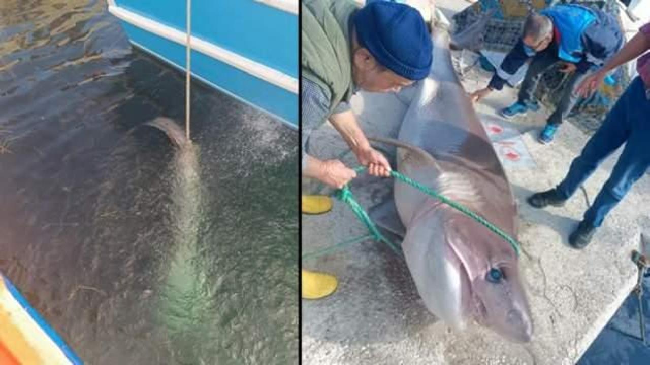 Teknesine &ccedil;ekemediği dev k&ouml;pek balığını, b&ouml;yle iskeleye getirdi