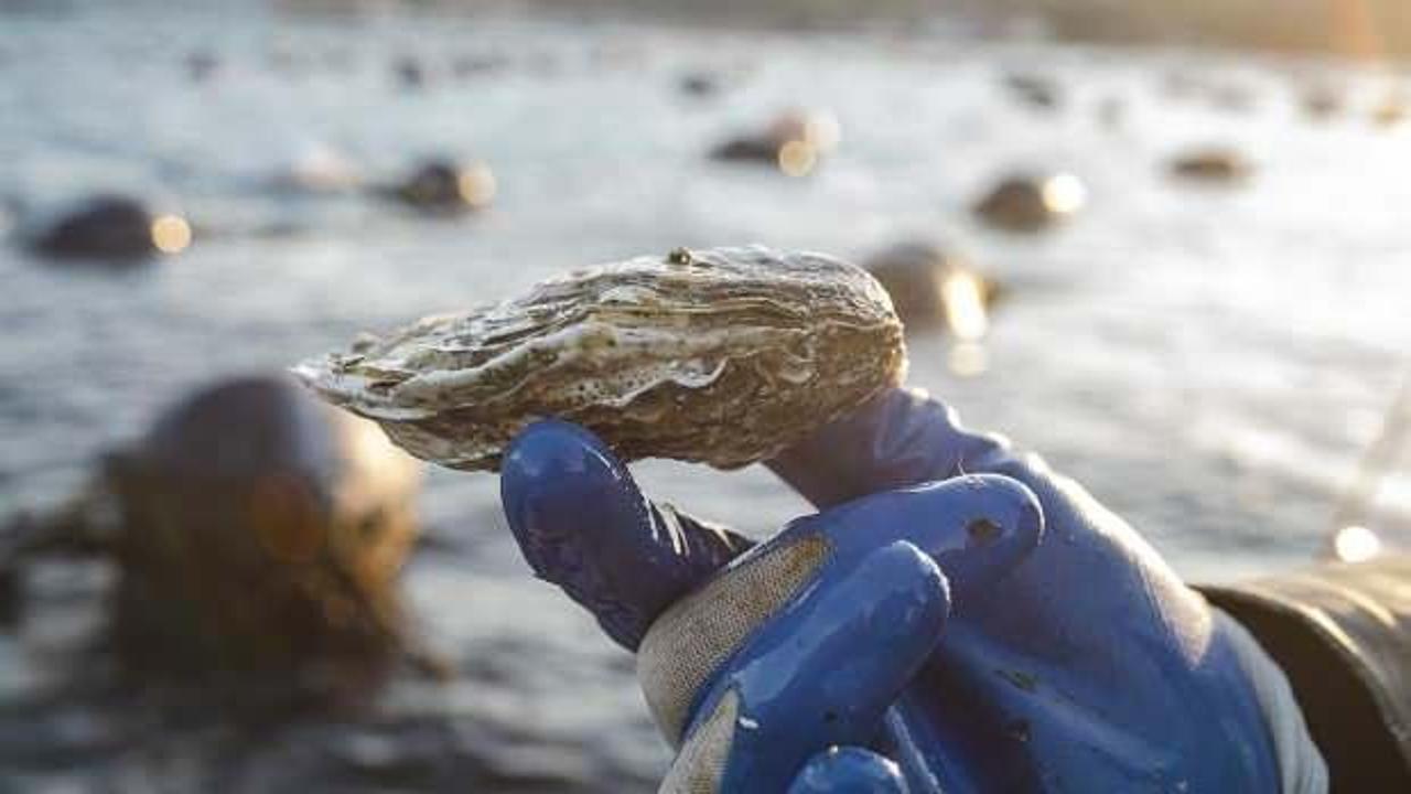 T&uuml;rkiye'de İstiridye &uuml;retim &ccedil;iftlikleri kurulacak