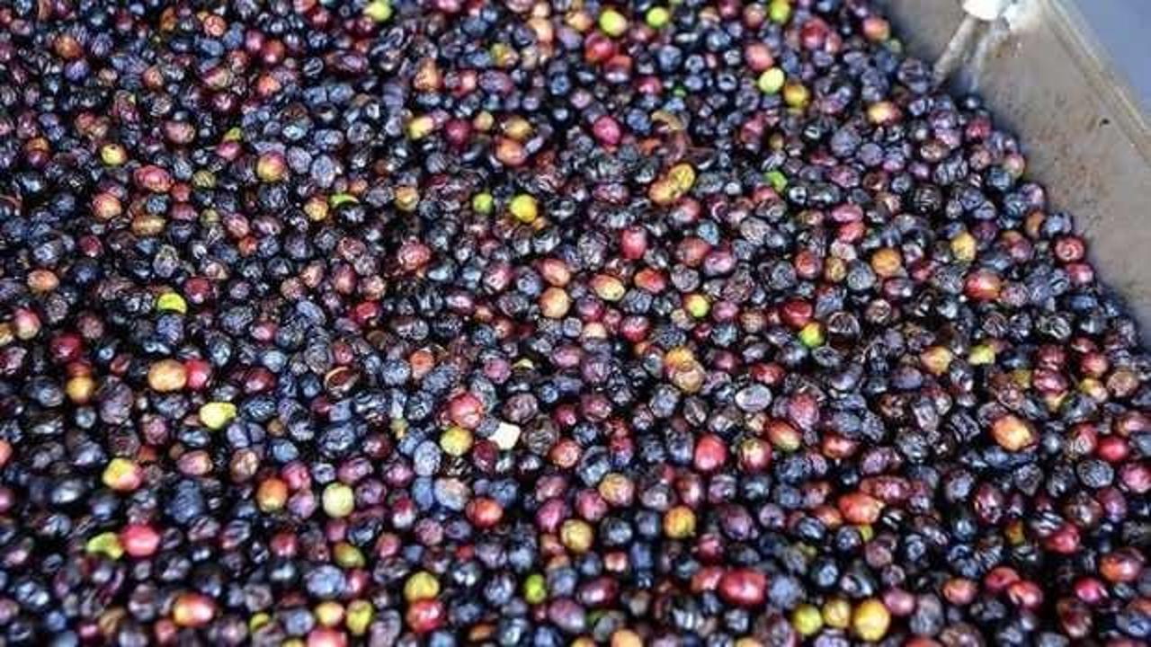 Türkiye'nin sofralık zeytin ihracatı 184,5 milyon doları buldu