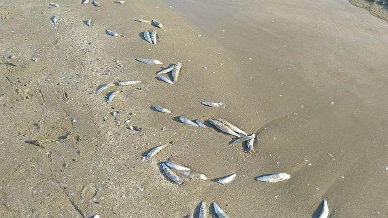 Hatay'da binlerce balık karaya vurdu: Bu sene ilk defa balık ölümü görüyorum