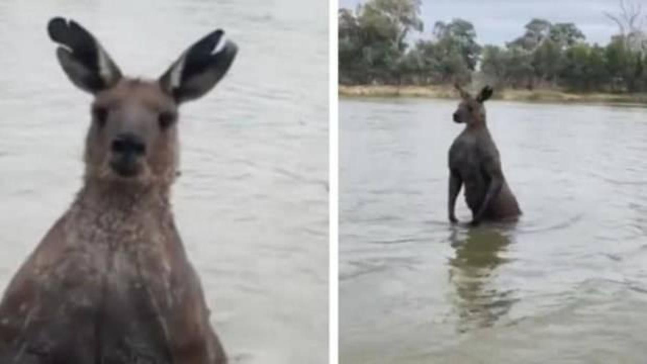 Kanguru, köpeği rehin alıp sahibini de dövdü