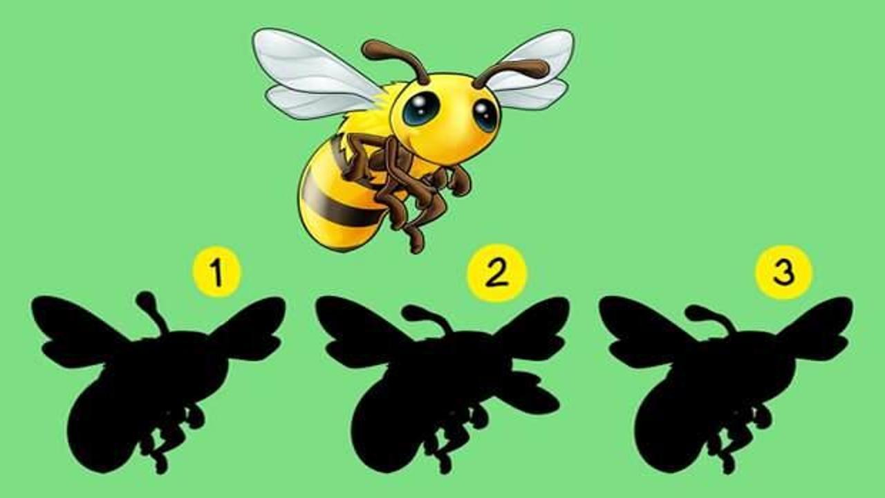 Yüksek dikkat gerektiren zekâ testi: Resimdeki arının doğru gölgesini 24 saniye içerisinde bulabilir misiniz?