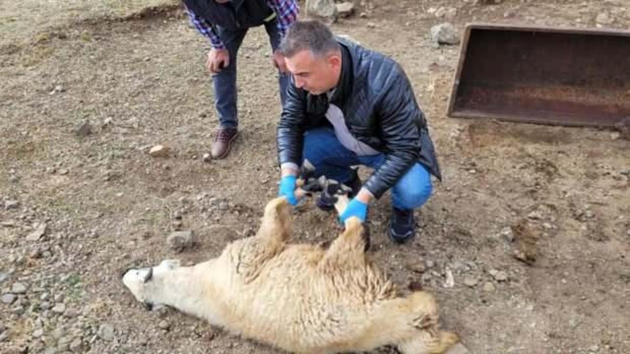 Bayburt'ta sürüye saldıran kurtlar 50 koyunu öldürdü