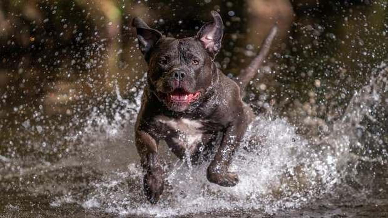 &Ccedil;ocuğun &ouml;l&uuml;m&uuml;ne neden olan k&ouml;peğin sahibine hapis cezası 