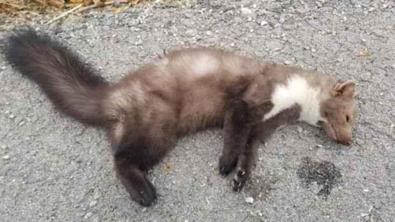 Erzincan'da ölü halde bulundu! Nesli tükeniyor