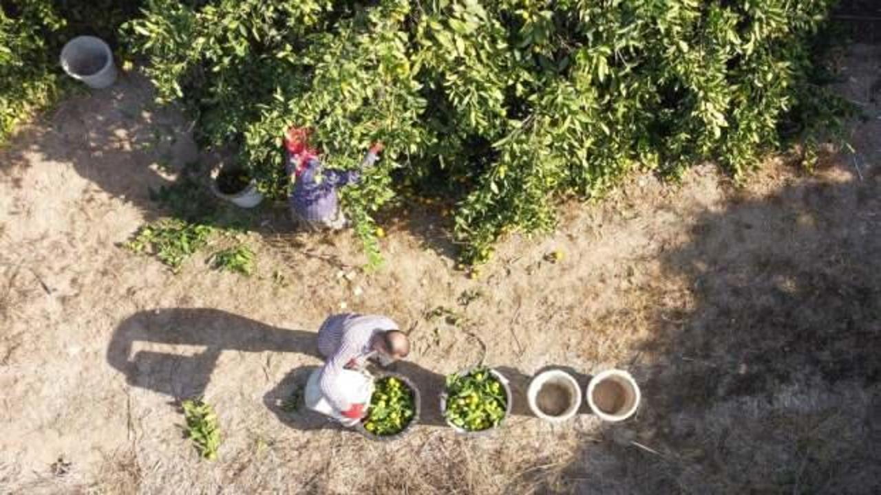Mandalinada hasat başladı: Bah&ccedil;ede 3, markette 10 lira