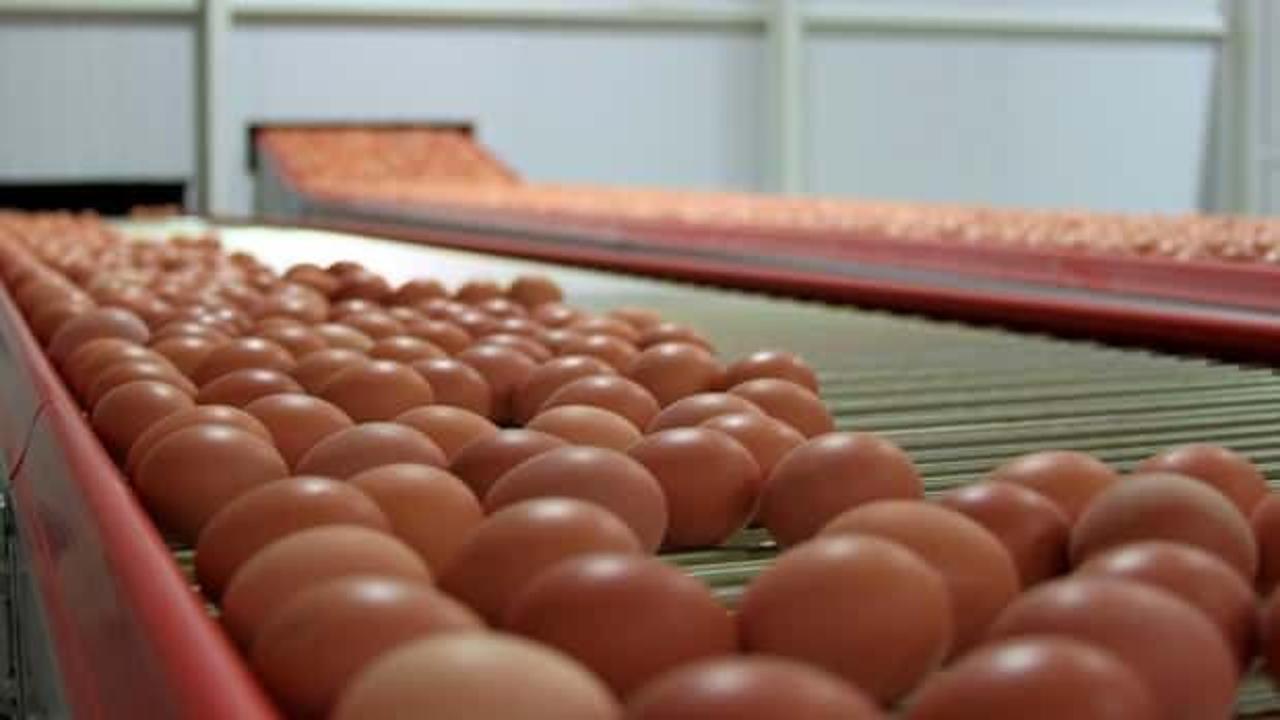 Rekabet’ten yumurta üreticilerine “kartel” cezası