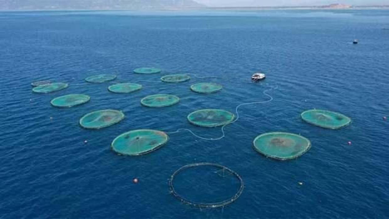 Türk balık üreticisine uluslararası yatırım