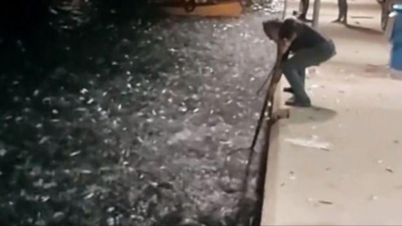 Yunanistan'da binlerce balık kıyıya vurdu