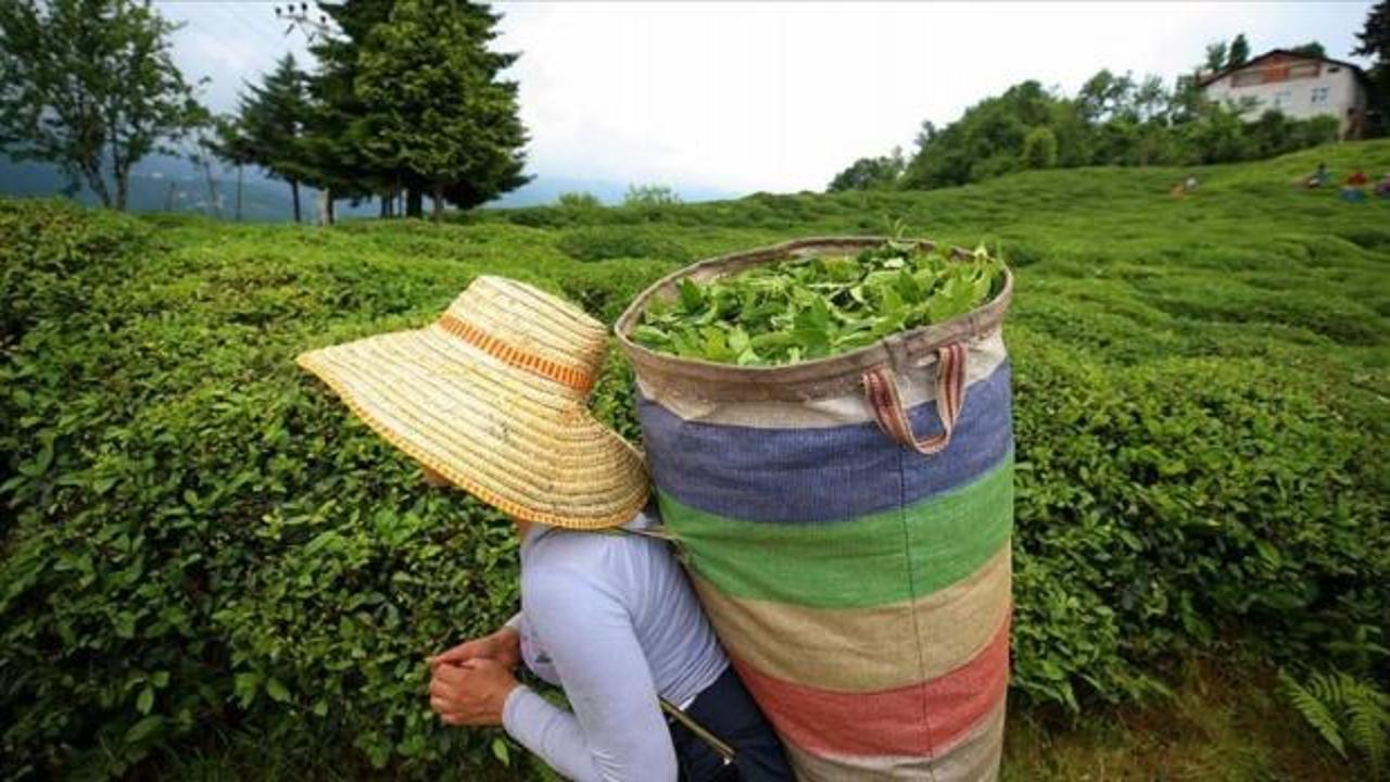 Çay üreticilerine 303 milyon 717 bin liralık destek ödemesi yapılacak