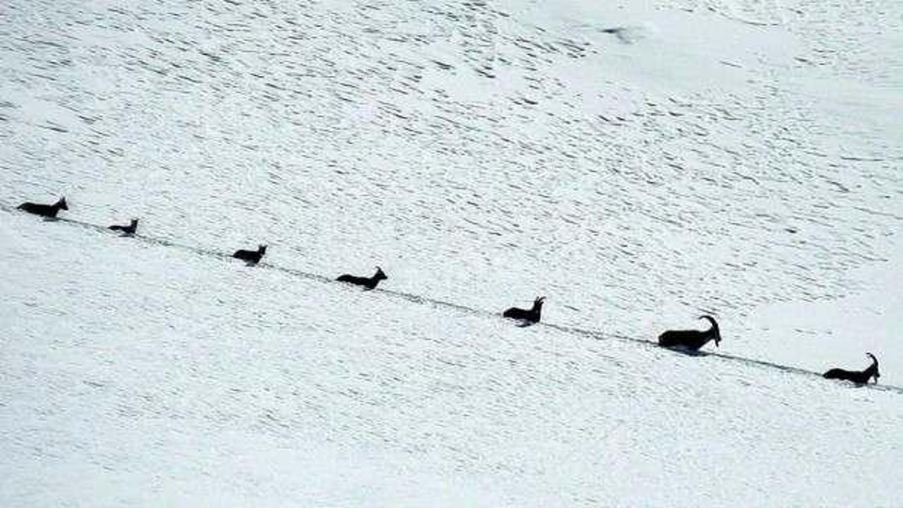 Erzincan'da şamua sürüsü böyle görüntülendi