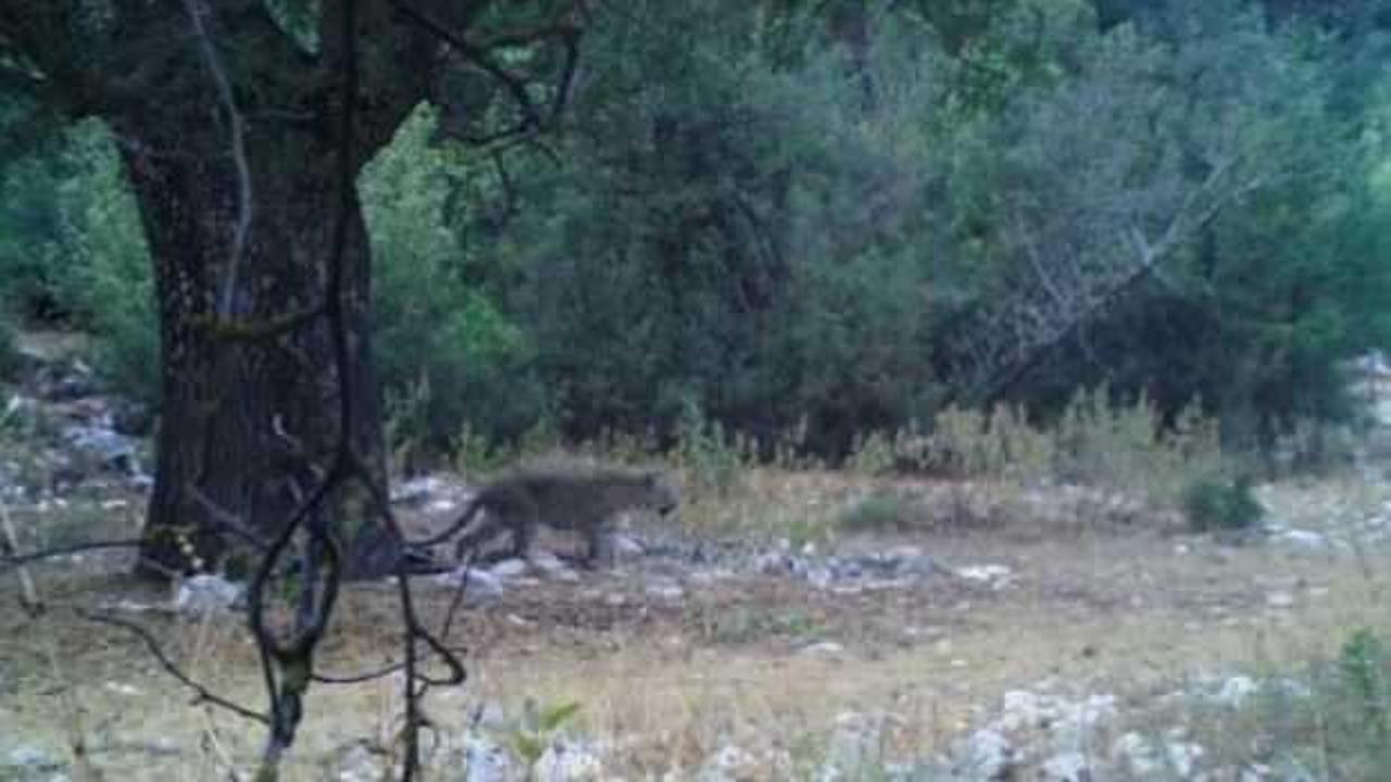 Anadolu Parsı g&ouml;r&uuml;nt&uuml;lendi! Bakan Yumaklı paylaştı!