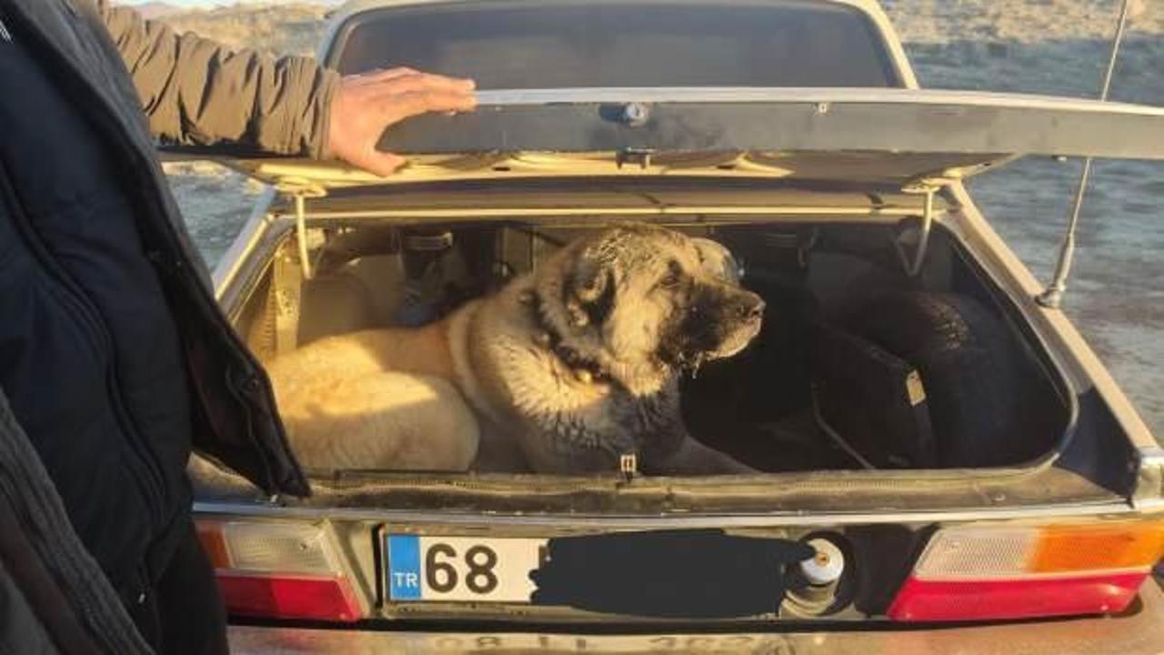 Kayseri'de köpek dövüştüren 37 kişiye ceza yağdı!