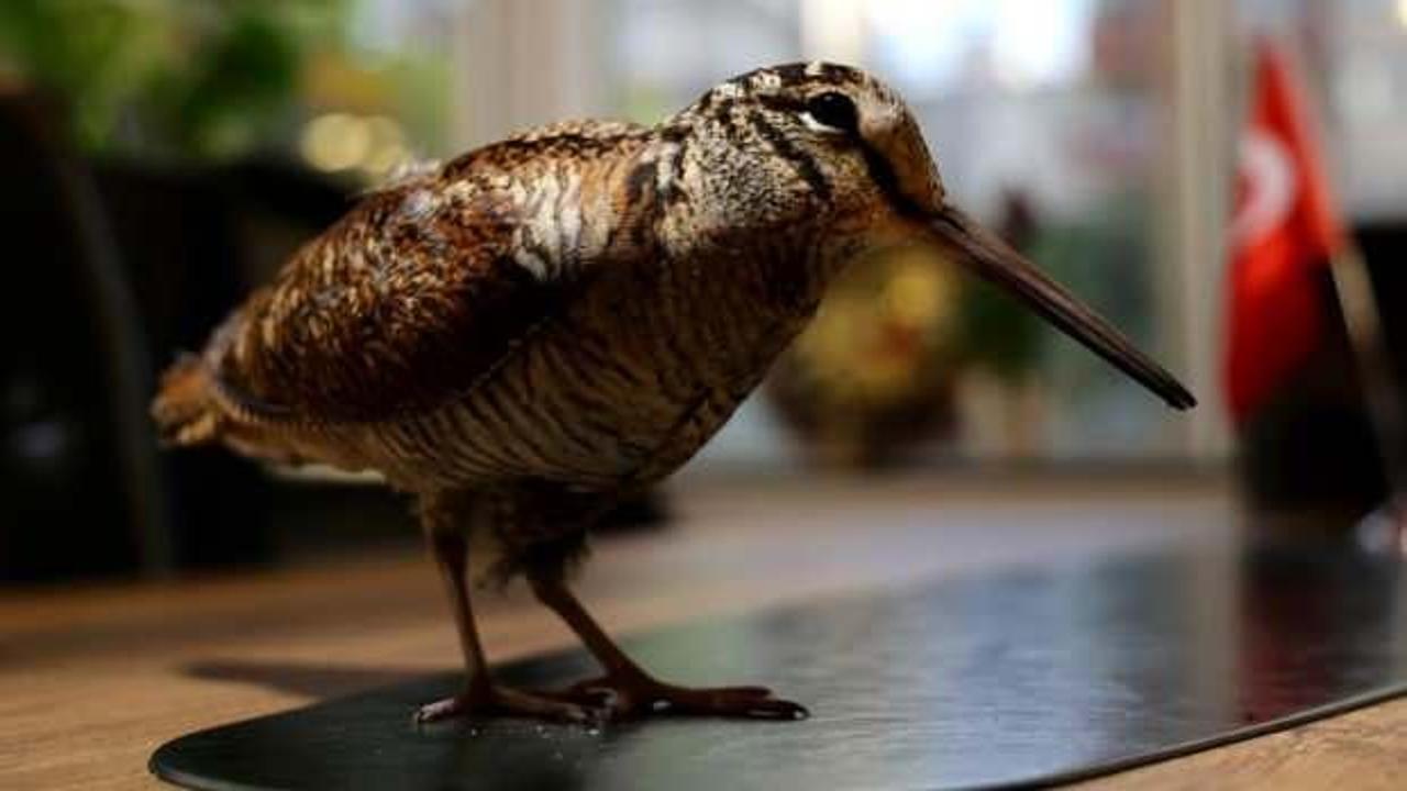 Adana'da şaşkına &ccedil;eviren olay! Yaralı halde balkona kondu