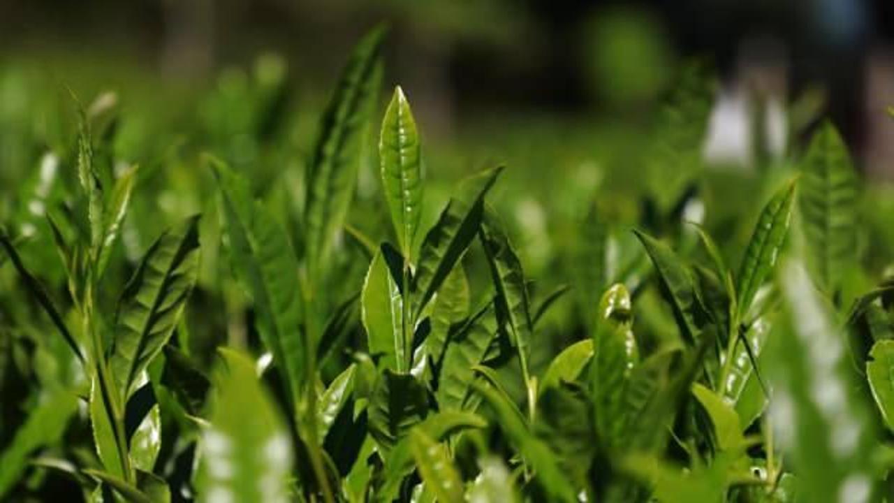 Rize'nin çay ihracatı 9,6 milyon doları aştı