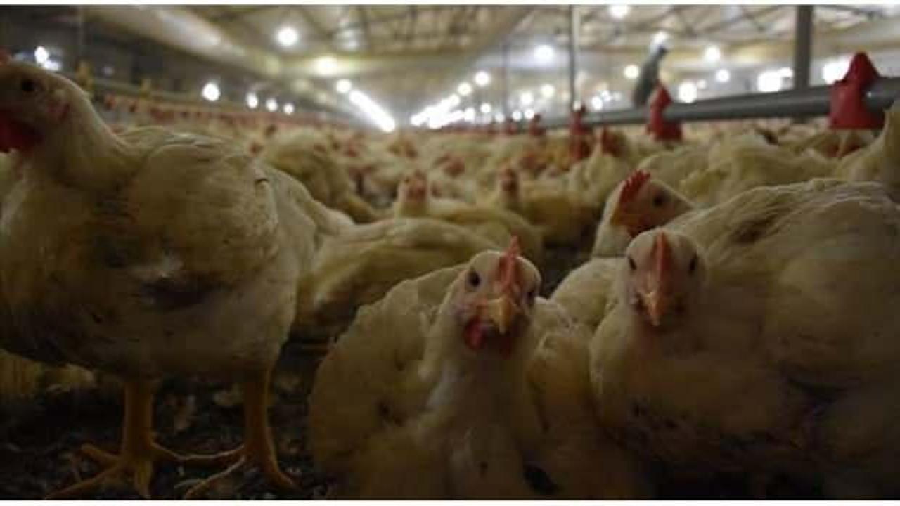 Tavuk eti üretimi ekimde aylık bazda yüzde 6,6 arttı!