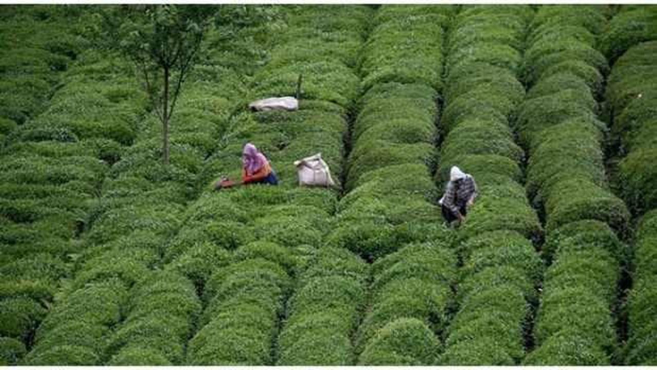 Türk çayı ihracatı 11 ayda 24 milyon dolara yaklaştı