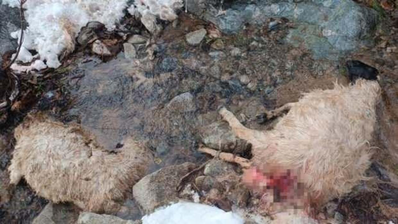 Ahıra giren a&ccedil; kurtlar dehşet sa&ccedil;tı