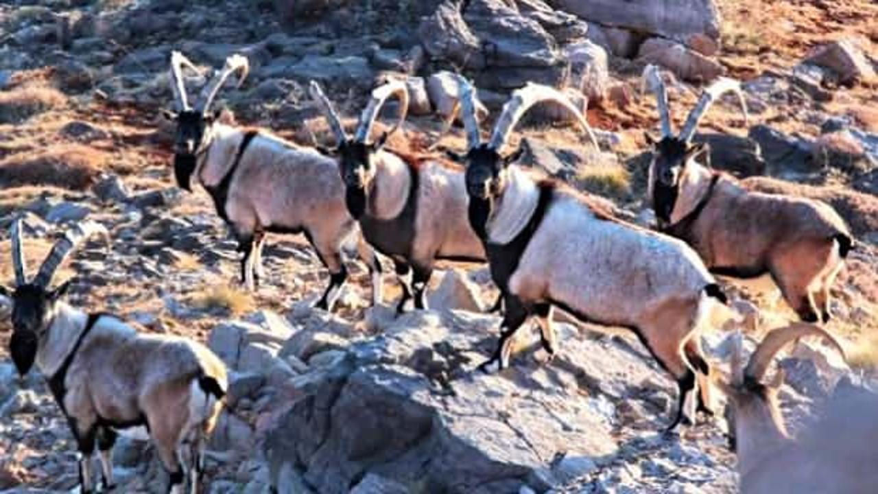 Yeni yıla saatler kala ortaya &ccedil;ıktılar! Malatya'da g&ouml;r&uuml;ld&uuml;ler