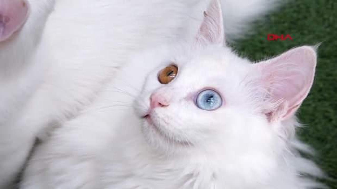 Bu yıl Van Kedi Villası&rsquo;nı 200 bin kişi ziyaret etti