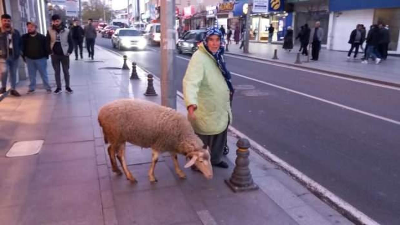 Evladı gibi baktığı koyunu peşinden hi&ccedil; ayrılmıyor