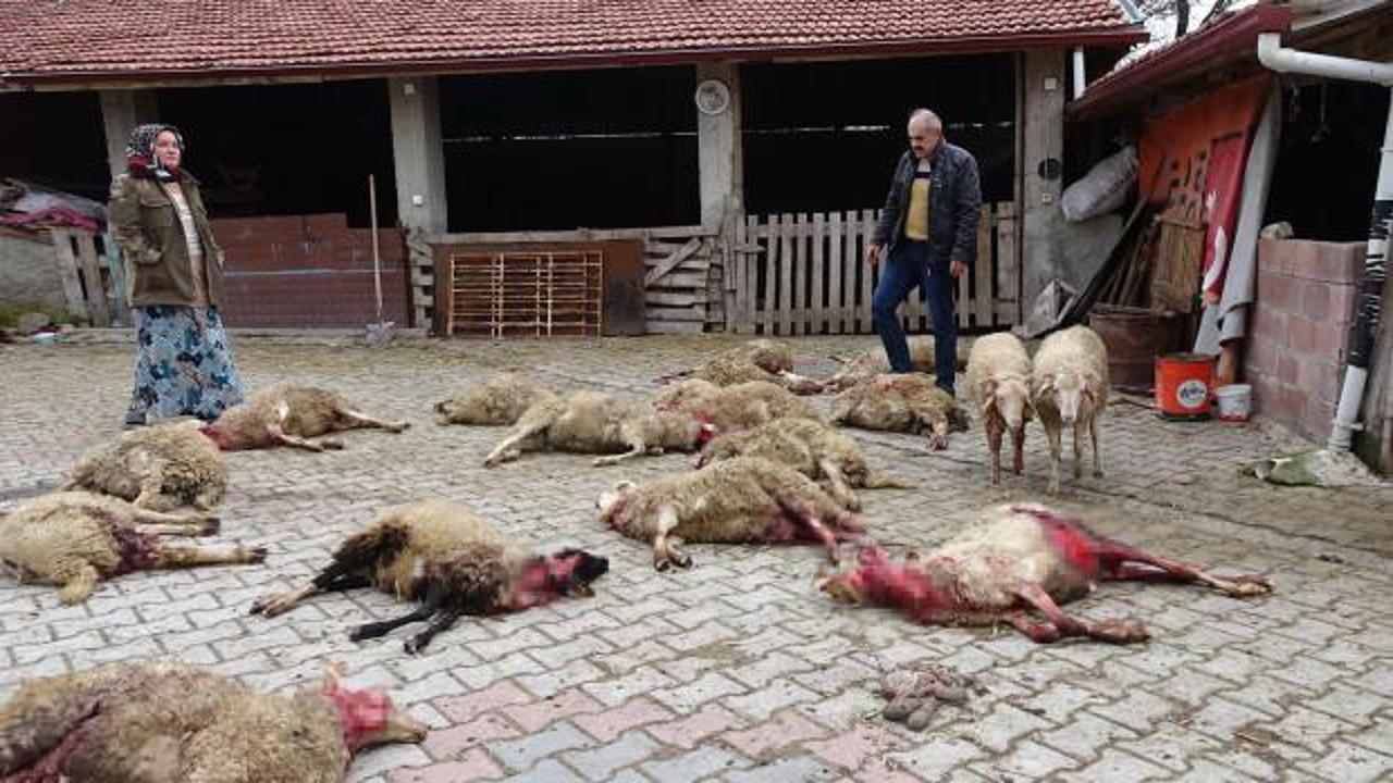 Ailenin tek geçim kaynağıydı... Kütahya'da sokak köpekleri 22 koyunu öldürdü