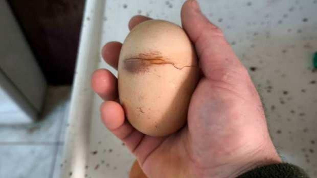 S&uuml;rpriz yumurta dedikleri bu olsa gerek! Yumurtadan &ccedil;ıkan şaşkına &ccedil;evirdi 