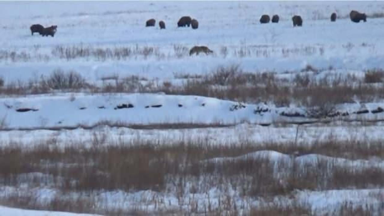 Yer: Kars! İki tehlikeli s&uuml;r&uuml; bir arada g&ouml;r&uuml;nt&uuml;lendi