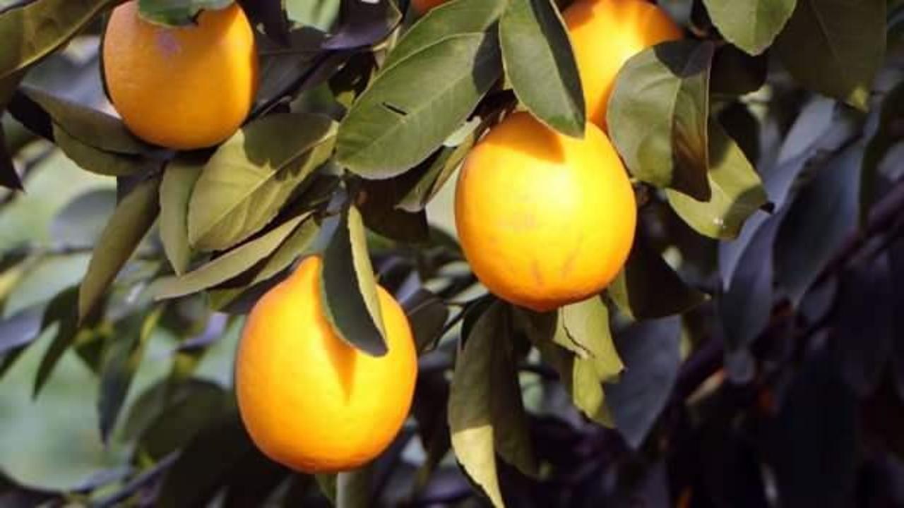 Markette 20 lira olan limon, bah&ccedil;ede 1 lira