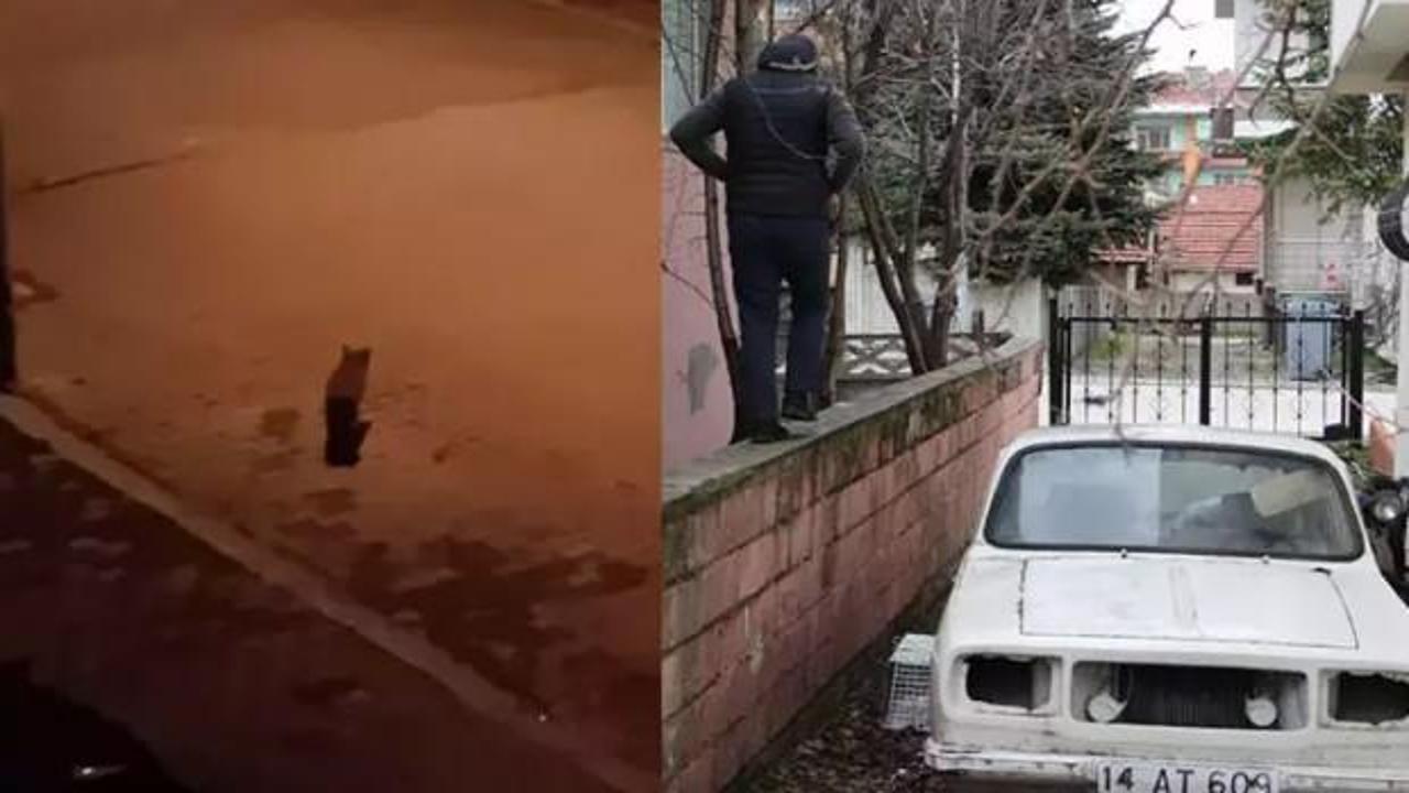 Mahallede kedi avlayan vaşak alarmı