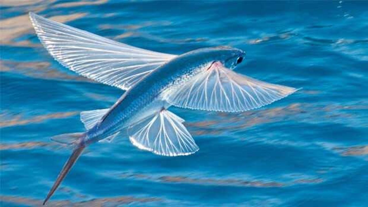 Rüyada uçan balık görmek ne anlama gelir?