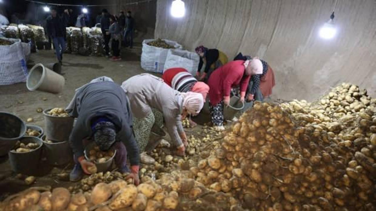 Kapadokya'daki doğal depolar, Türkiye'nin patateslerini koruyor