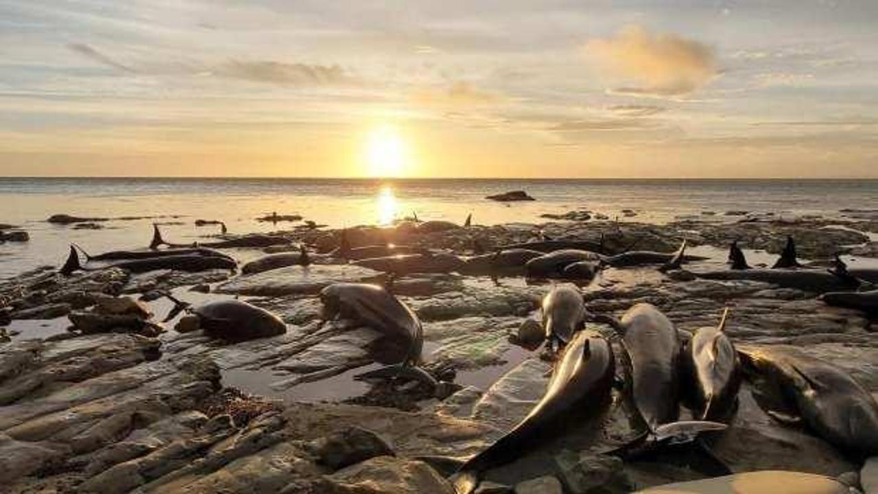 Yeni Zelanda’da kıyıda mahsur kalan balina ve yunus sürüsüne ötenazi yapıldı