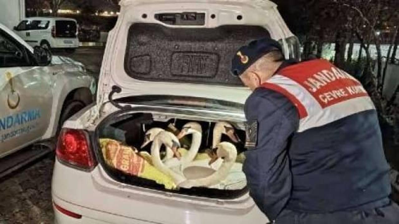 Jandarma bagajda buldu, 170 bin lira ceza kesildi!