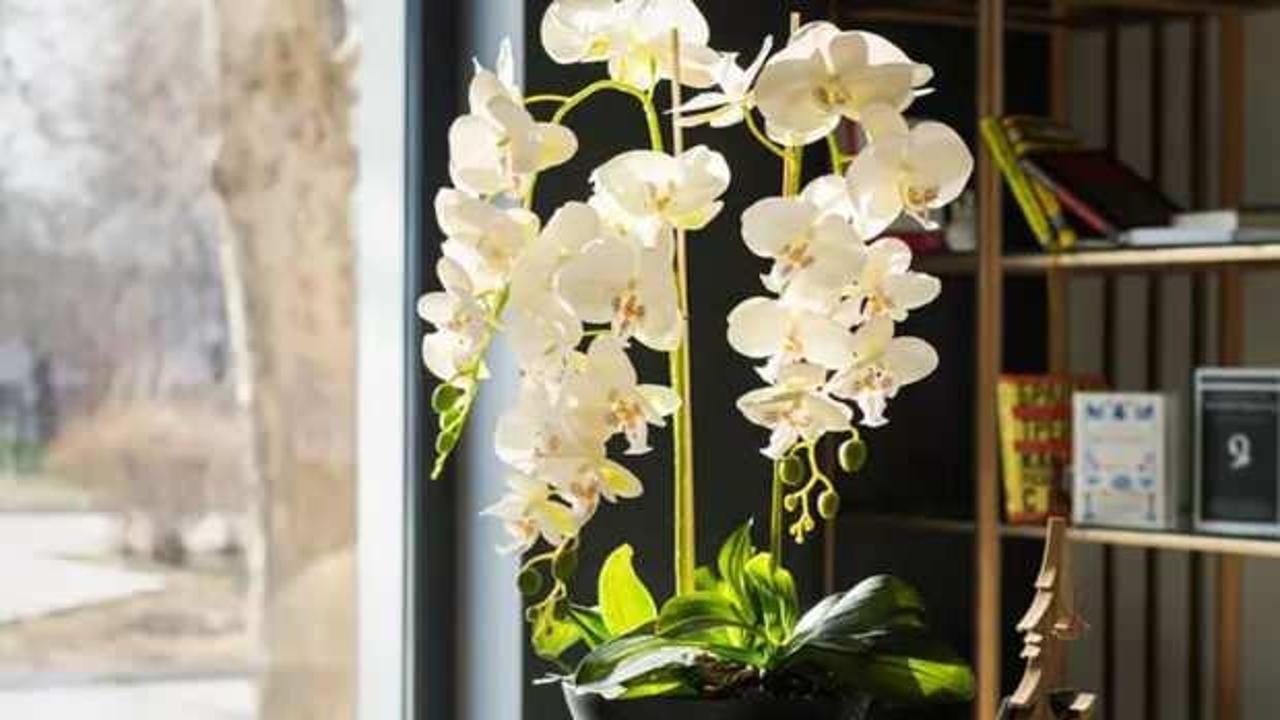 Çiçek vermeyen orkideleri coşturup anında çiçek açtıran o formül! Orkidenin çiçek açması için ne yapmalı?