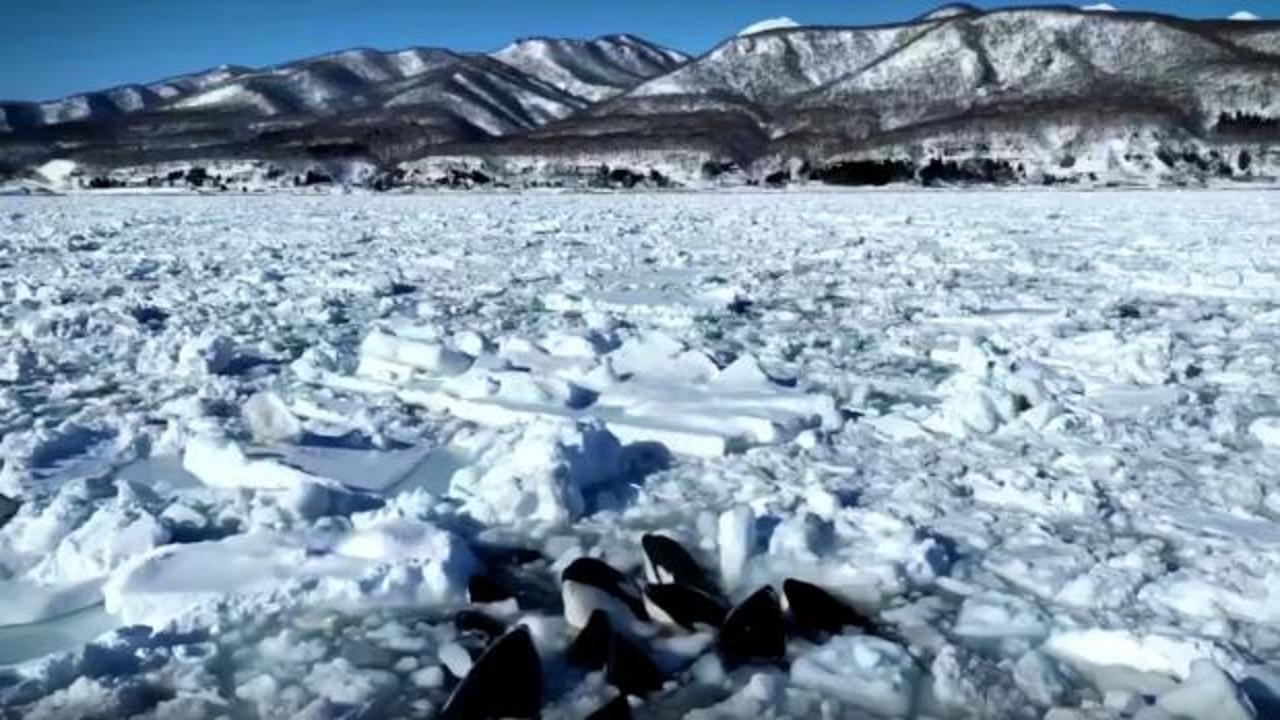 Sürüklenen buzda sıkışan 10 katil balina için korkutan açıklama