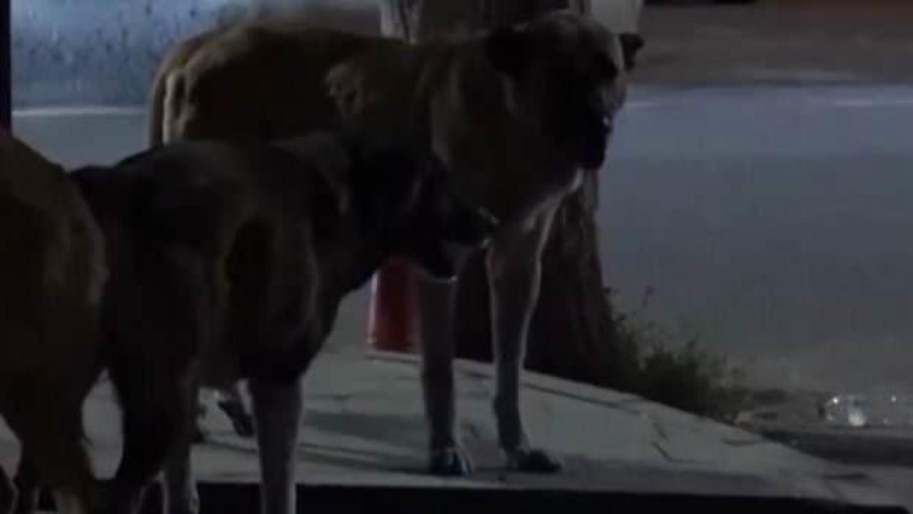 Başıboş sokak köpekleri 14 yaşındaki çocuğa saldırdı!