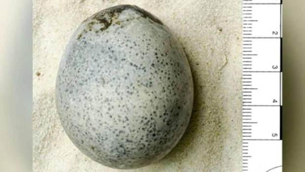 1700 yıllık yumurta bulundu! Hala sıvı halde