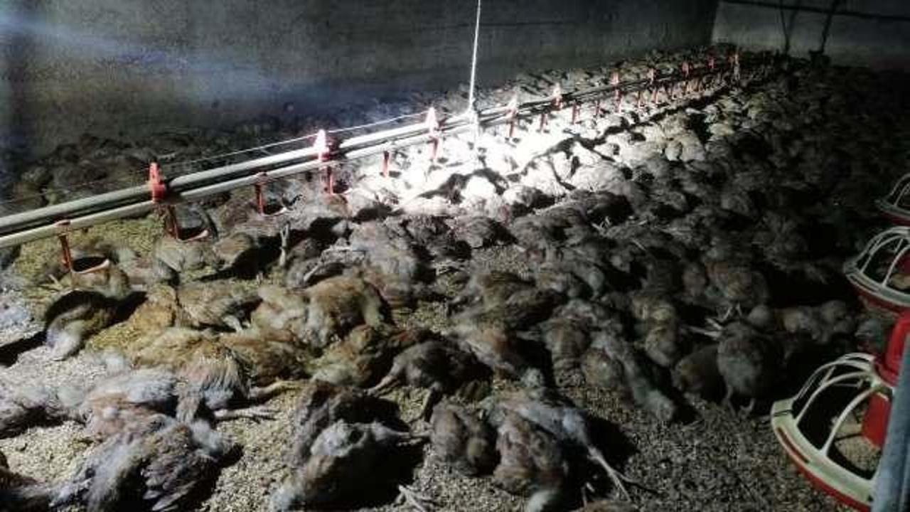 Balıkesir'de çiftlik yangını: 11 bin civciv telef oldu